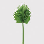 Green Fan Palm Leaf Stem