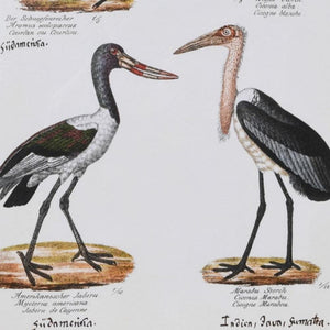 Wading Birds Set