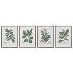 Set of 4 Perennial Herbs Wall Art