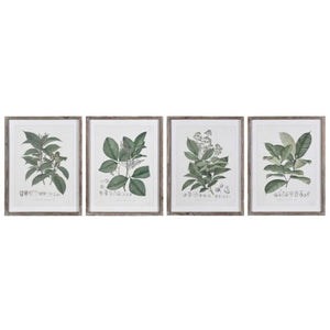 Set of 4 Perennial Herbs Wall Art