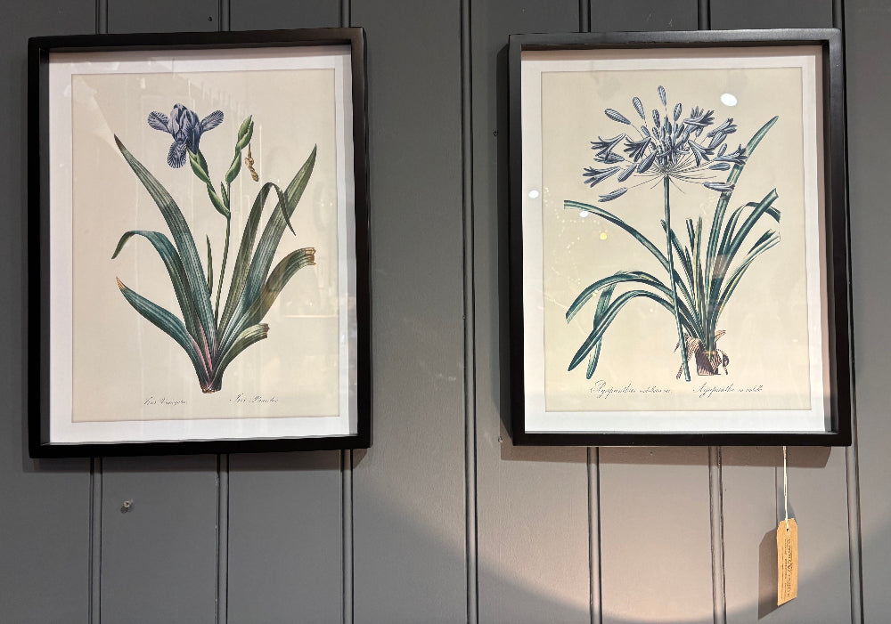 Iris and Agapanthus Picture Set