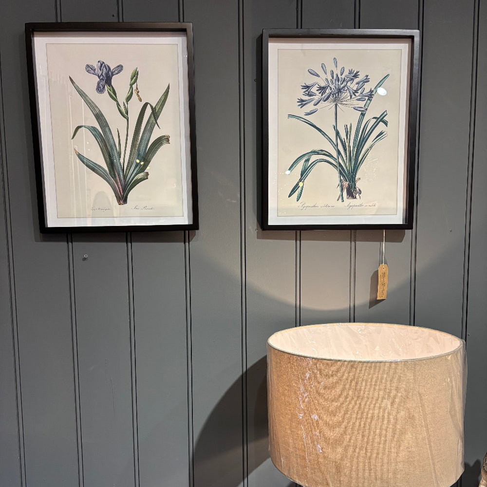 Iris and Agapanthus Picture Set