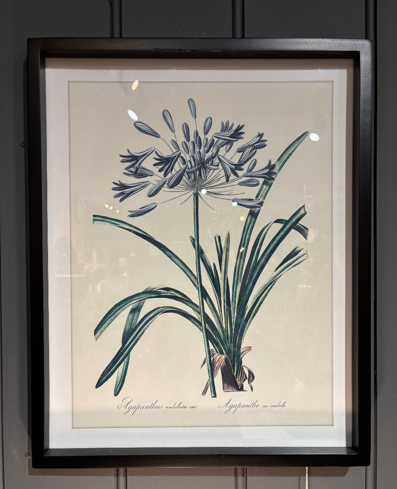 Iris and Agapanthus Picture Set