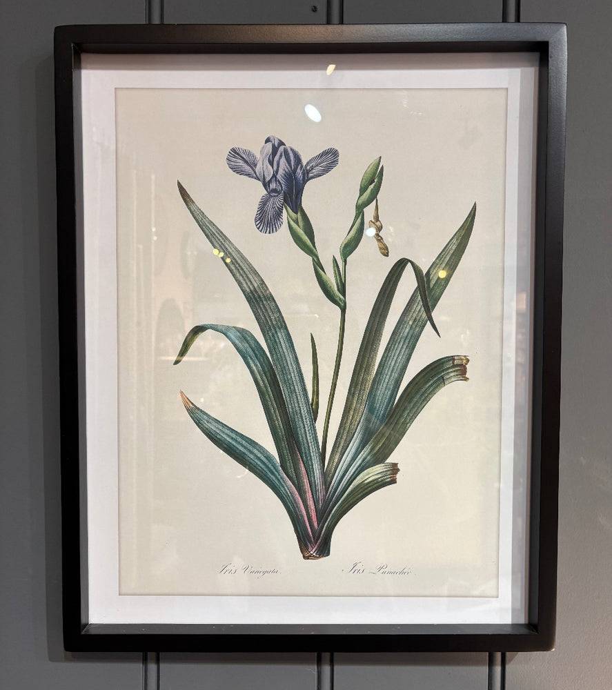 Iris and Agapanthus Picture Set