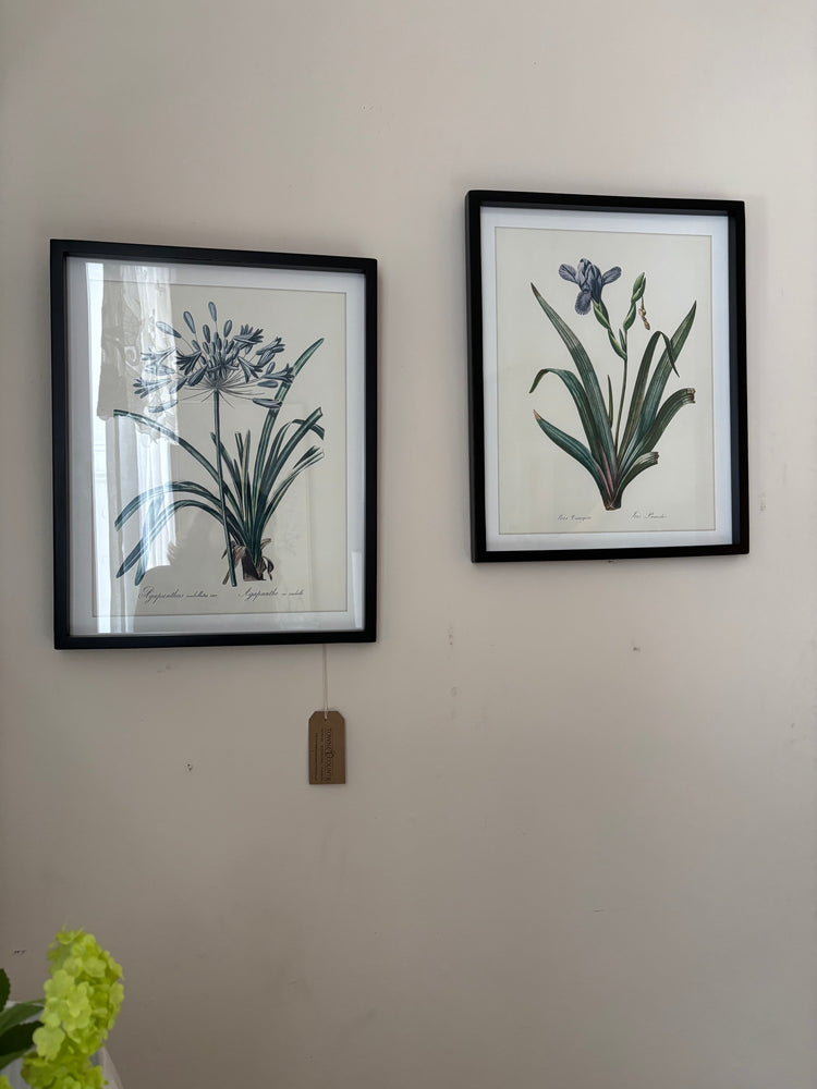 Iris and Agapanthus Picture Set