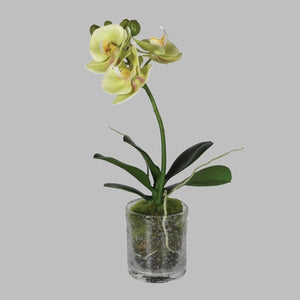 Lime Phalaenopsis Orchid in Glass Vase