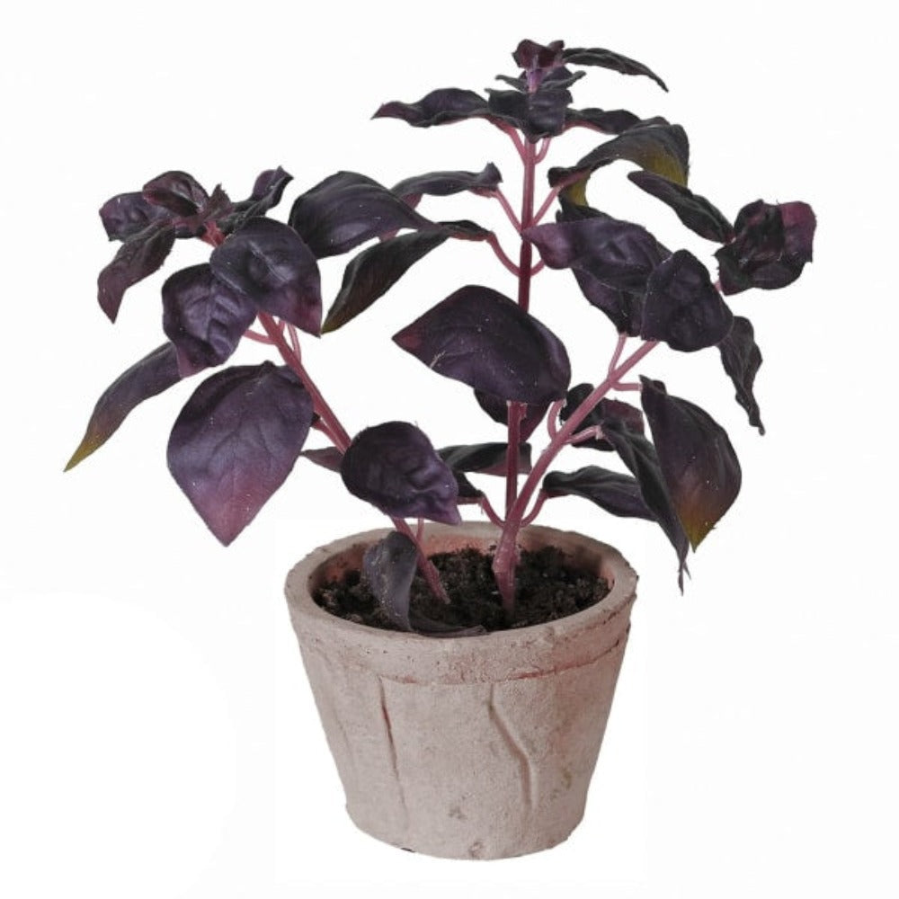 Basil Plant in Clay Pot