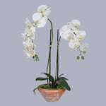 White Phalaenopsis Orchid in Terracotta Pot