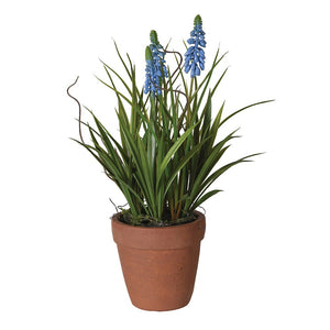 Blue Muscari in Terracotta Pot