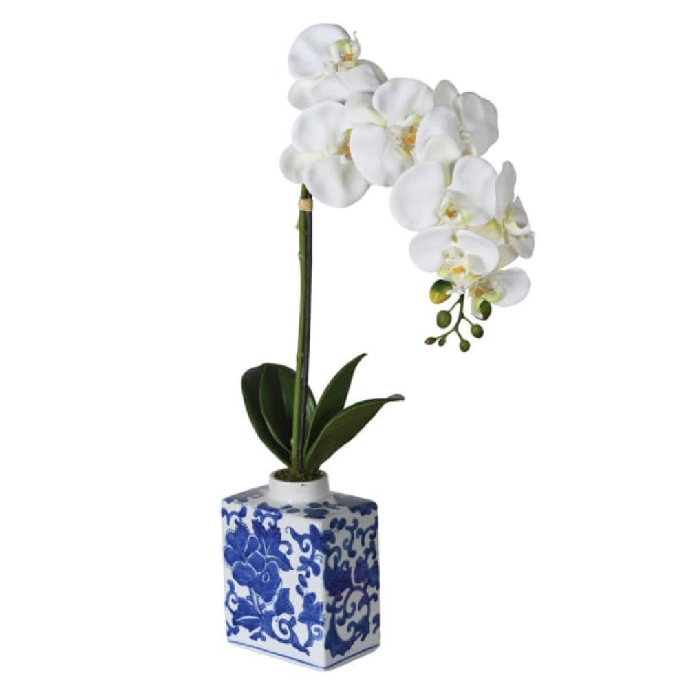 Phalaenopsis Orchid in Chinoiserie Vase