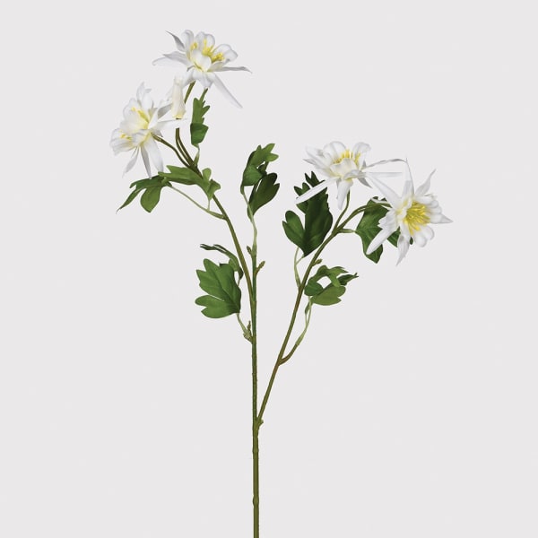 White Aquilegia Spray with Leaves