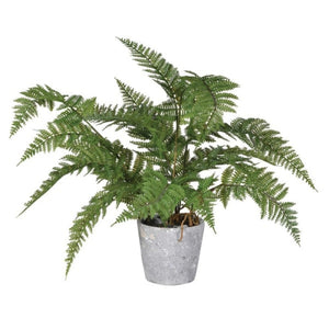 Green Bracken Fern Plant in Grey Cement Pot