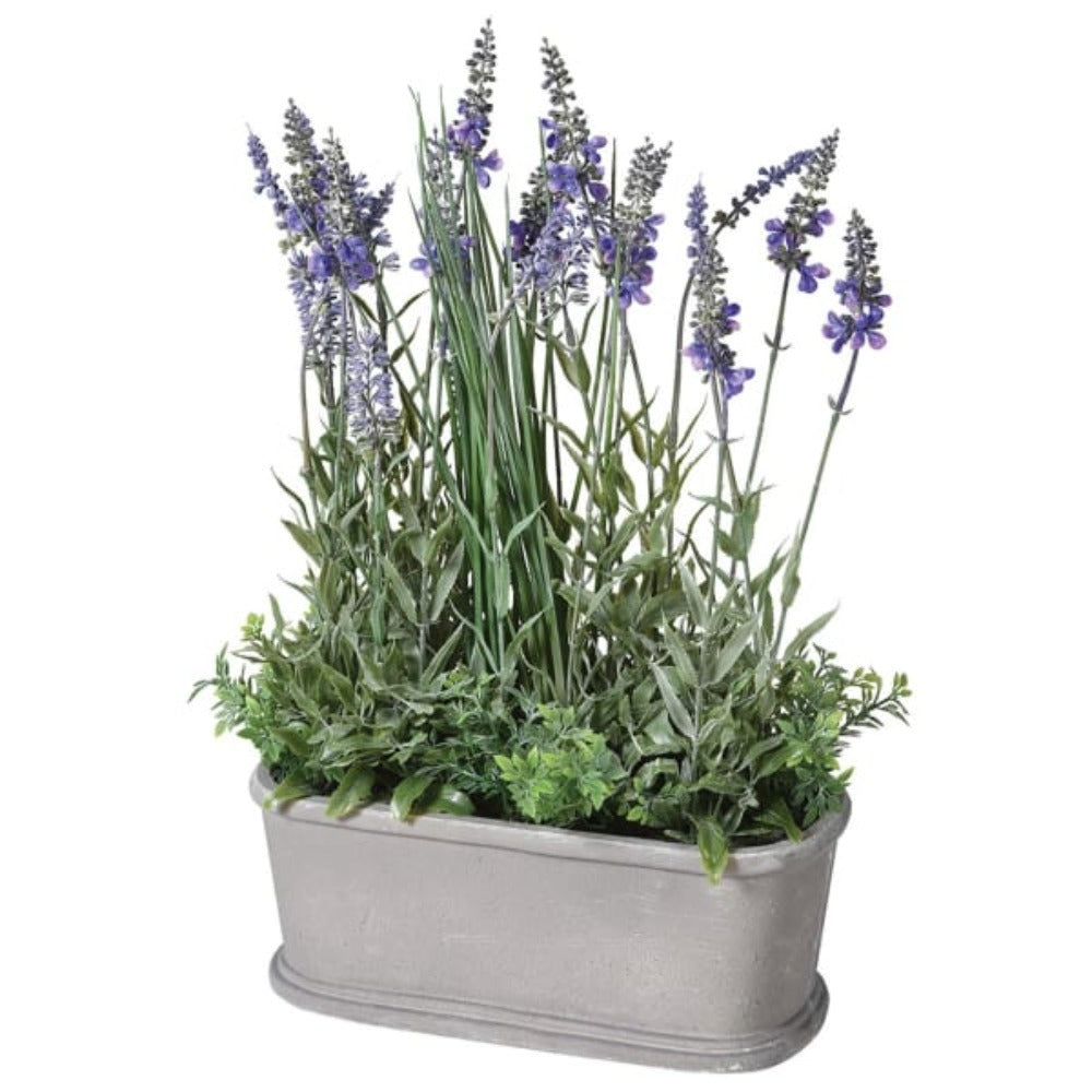 Small Lavender Plant in Pot