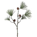 Scots Pine with Pinecones Stem