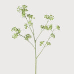 Green Sea Kale Spray