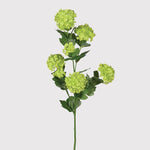 Lime Snowball spray
