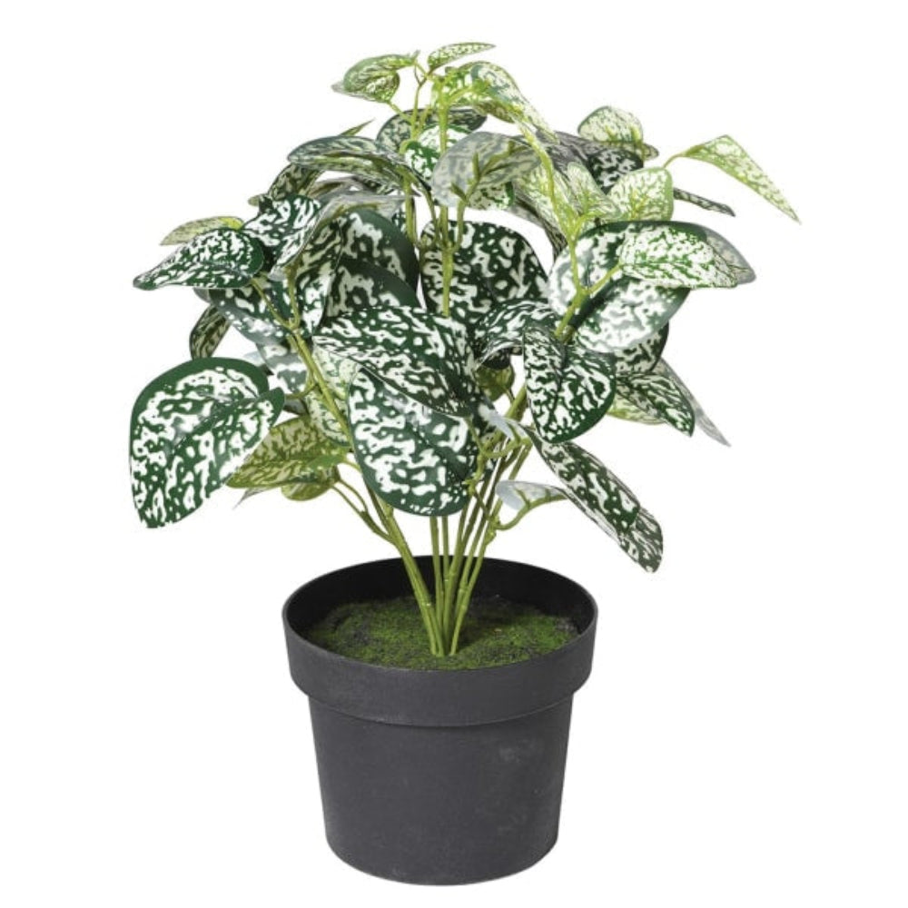 Chinese Evergreen Plant in Black Plastic Pot