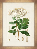 Antique Botanicals I