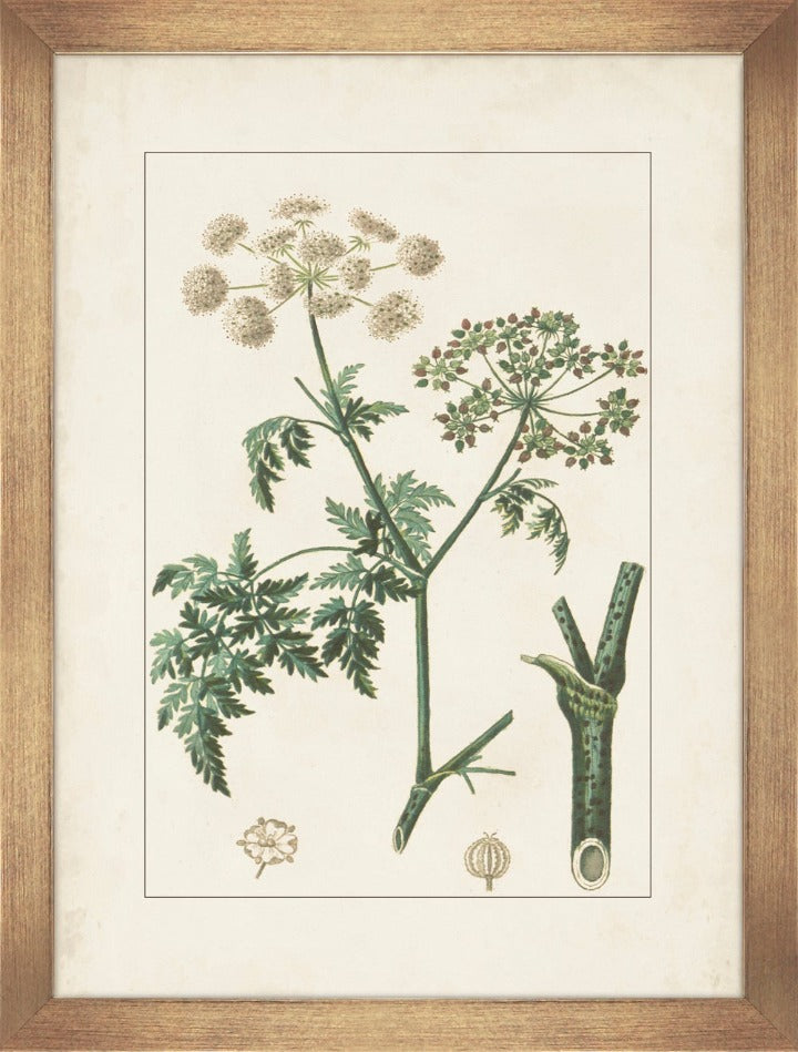 
            
                Load image into Gallery viewer, Antique Botanicals II
            
        