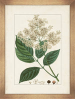 Antique botanicals III