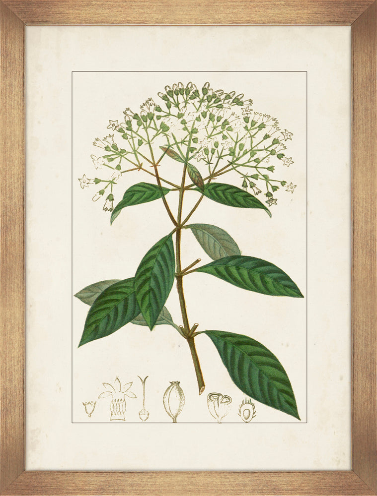 
            
                Load image into Gallery viewer, Antique Botanicals VI
            
        