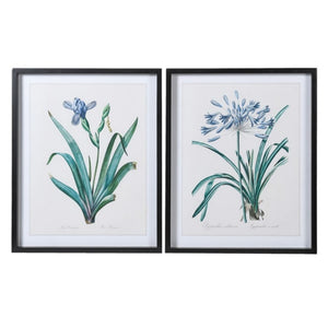 Iris and Agapanthus Picture Set