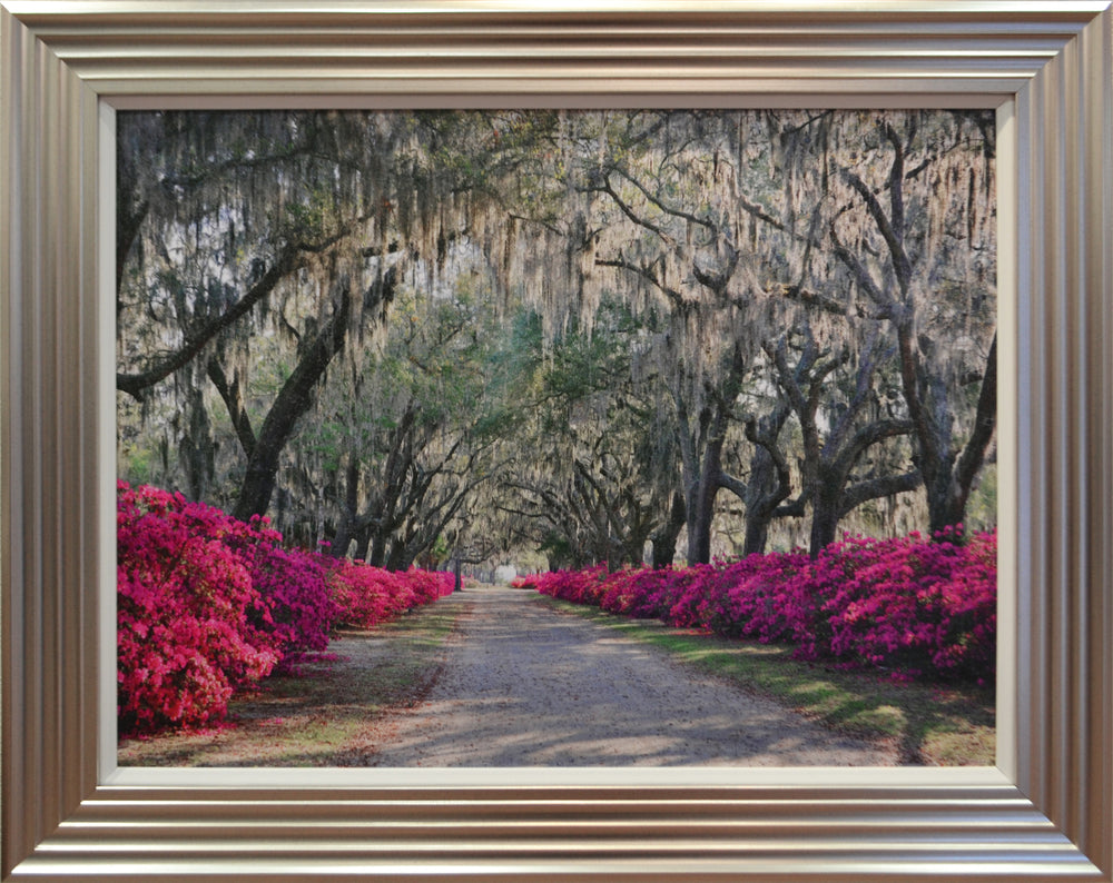 
            
                Load image into Gallery viewer, Azaleas
            
        