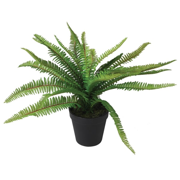 
            
                Load image into Gallery viewer, Boston Fern Plant in Pot
            
        