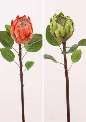 Protea Assorted Flowers