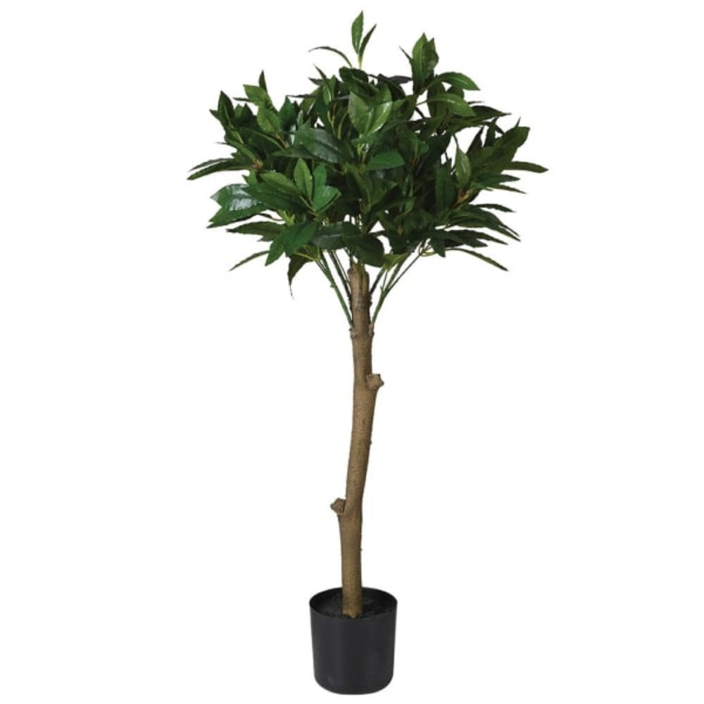 Bay Leaf Tree in Black Pot