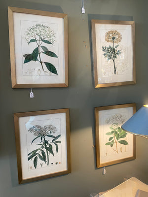 
            
                Load image into Gallery viewer, Antique Botanicals VI
            
        